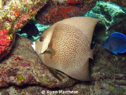 Adult gray angelfish swimming aroung the reef by Ryan Marchese 